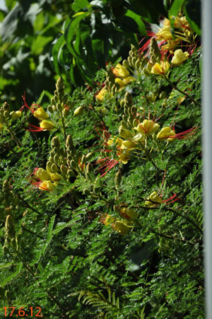 caesalpinia gilliesii